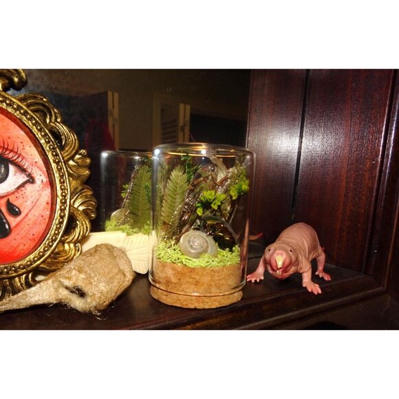 Cicada June Bug Snail Shell Luna Moth Wing Dried Flowers Oddity Jar taxidermy - Picture 3 of 14